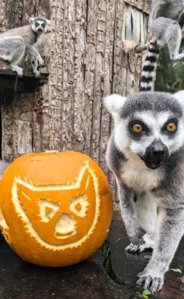 Spooky Zooquay