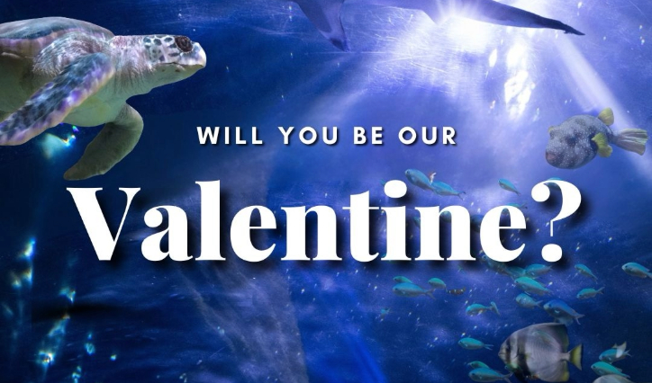 Valentine’s Evening at the Aquarium