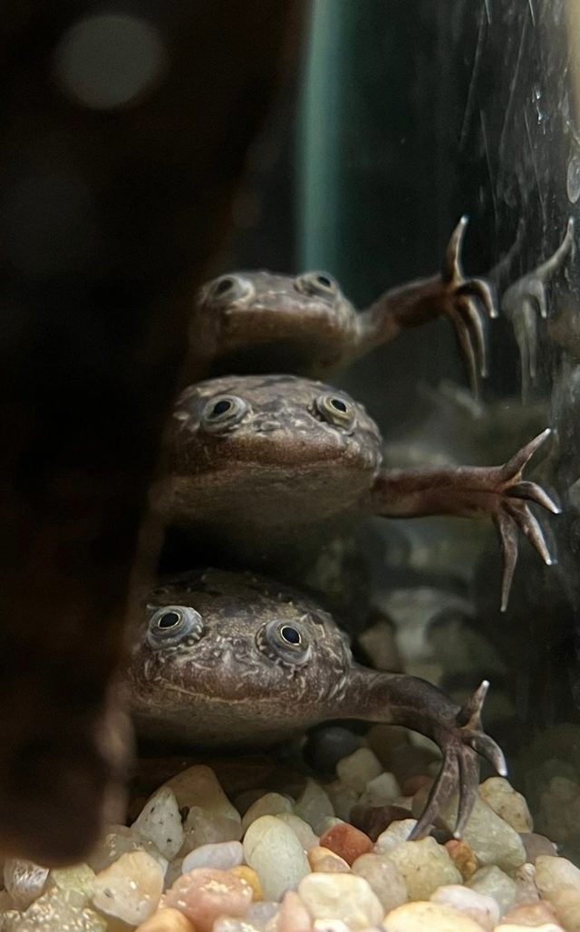 Valentine’s Evening at the Aquarium