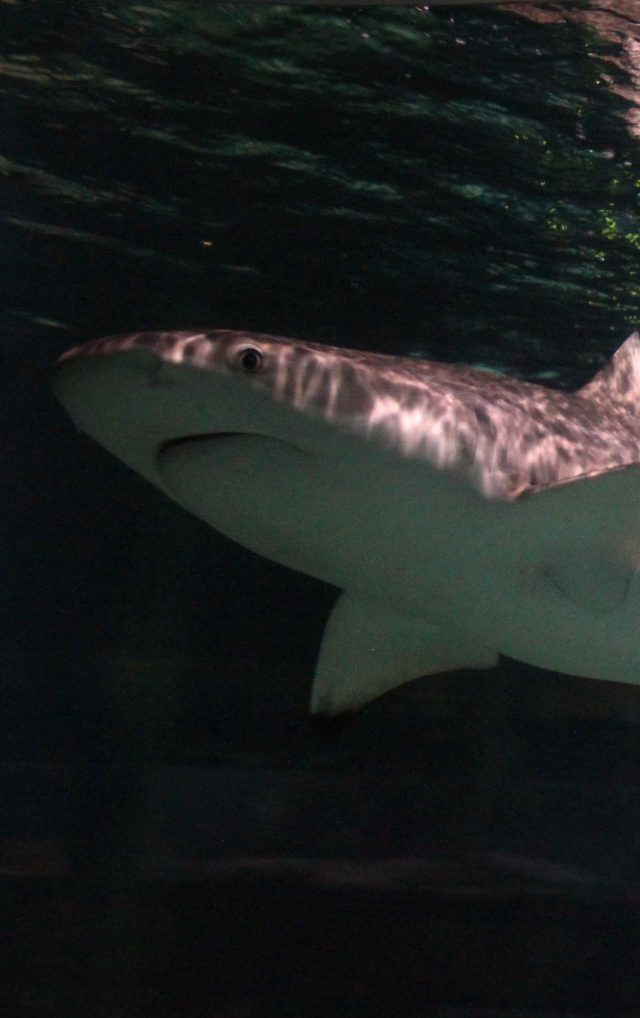 February Half Term at Blue Reef Aquarium