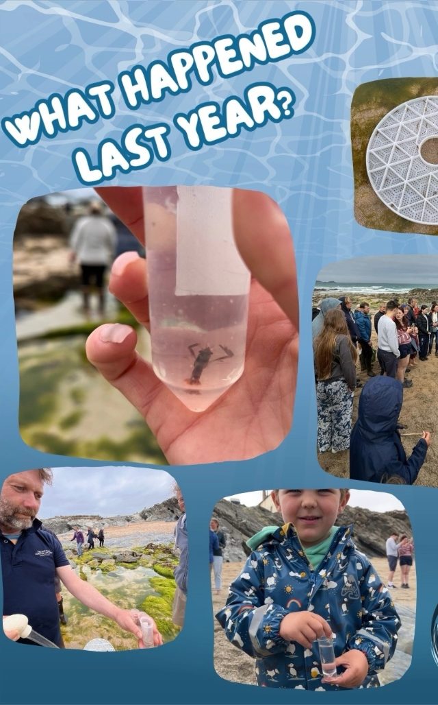 Beach Clean & Baby Lobster Release at Little Fistral