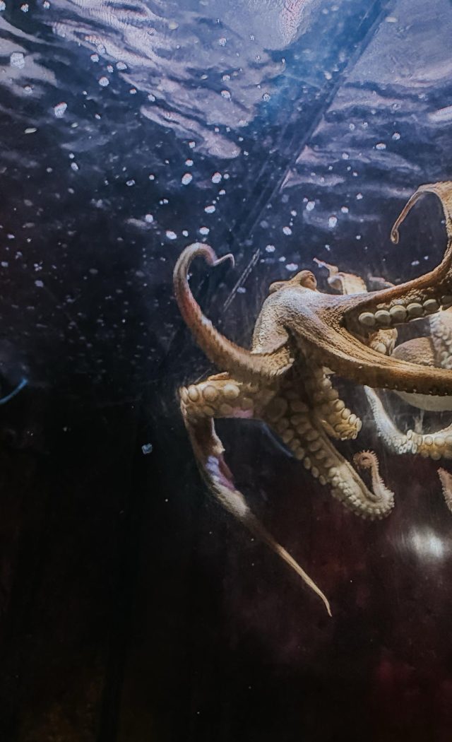 Half-Term Pirate & Mermaid Adventure at Blue Reef Aquarium